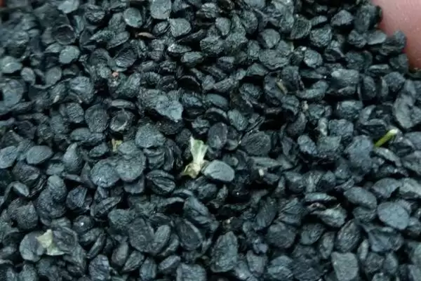 韭菜种子的价格 ,韭菜种子每斤的价格大概是多少呢?插图1 韭菜种子的价格 ,韭菜种子每斤的价格大概是多少呢?插图1