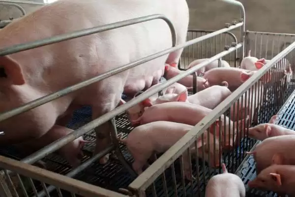 母猪产仔所需的时间是多久呢,母猪正常产程一般为 3-4 小时插图3 母猪产仔所需的时间是多久呢,母猪正常产程一般为 3-4 小时插图3