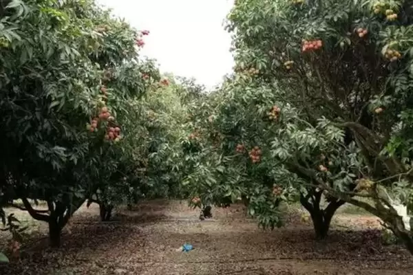 荔枝挂果到成熟的时间 ,荔枝挂果到成熟要多久时间呢?插图7 荔枝挂果到成熟的时间 ,荔枝挂果到成熟要多久时间呢?插图7