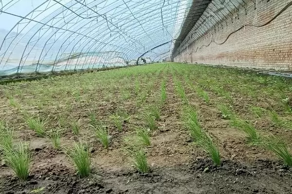 韭菜种子的价格 ,韭菜种子每斤的价格大概是多少呢?插图8 韭菜种子的价格 ,韭菜种子每斤的价格大概是多少呢?插图8