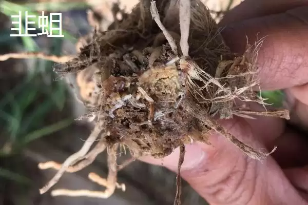 韭菜种子的价格 ,韭菜种子每斤的价格大概是多少呢?插图11 韭菜种子的价格 ,韭菜种子每斤的价格大概是多少呢?插图11