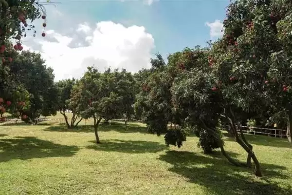 荔枝挂果到成熟的时间 ,荔枝挂果到成熟要多久时间呢?插图5 荔枝挂果到成熟的时间 ,荔枝挂果到成熟要多久时间呢?插图5