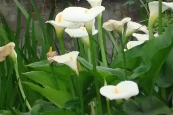 马蹄莲的花语有哪些 ,马蹄莲花语因颜色有何不同插图3 马蹄莲的花语有哪些 ,马蹄莲花语因颜色有何不同插图3