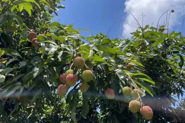 荔枝挂果到成熟的时间 ,荔枝挂果到成熟要多久时间呢?插图12 荔枝挂果到成熟的时间 ,荔枝挂果到成熟要多久时间呢?插图12