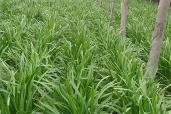 韭菜种子的价格 ,韭菜种子每斤的价格大概是多少呢?插图4 韭菜种子的价格 ,韭菜种子每斤的价格大概是多少呢?插图4