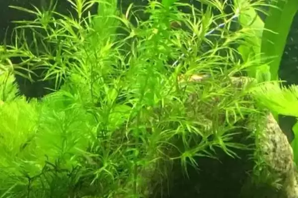 图片[3]-没根的蜈蚣草能在水中存活吗 ,没根蜈蚣草因生命力旺可存活-会东网