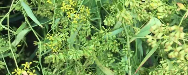 津柴胡的简介 ,津柴胡主要分布在哪些地方呢-会东网