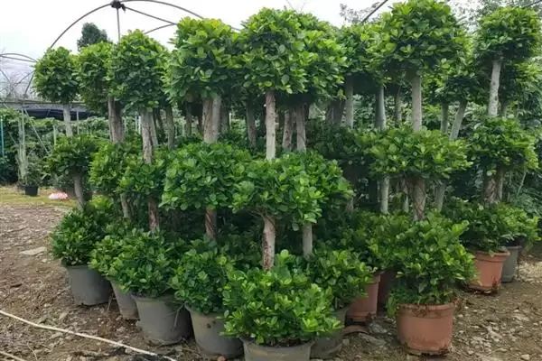 金钱榕的养殖方法 ,养殖金钱榕施肥方面要注意啥插图2 金钱榕的养殖方法 ,养殖金钱榕施肥方面要注意啥插图2