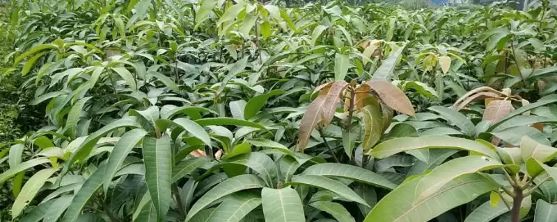 芒果苗怎么进行养护 ,芒果苗夏秋如何保持湿度-会东网