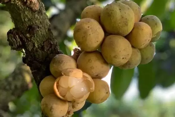 龙功果的水果简介 ,龙功果是怎样生长在泰国的水果?插图2 龙功果的水果简介 ,龙功果是怎样生长在泰国的水果?插图2