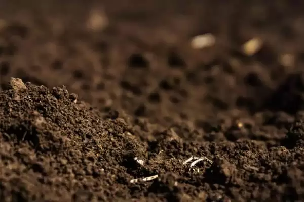 满天星适合在什么时候播种 ,满天星春秋播种为何适宜插图3