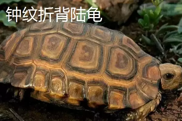 陆龟有哪些常见品种 ,陆龟的品种有哪些可介绍插图7