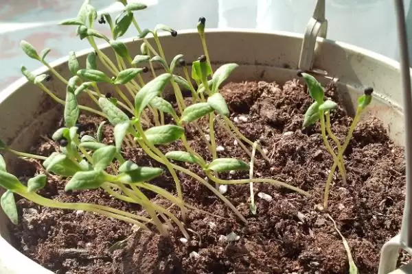 满天星适合在什么时候播种 ,满天星春秋播种为何适宜插图5