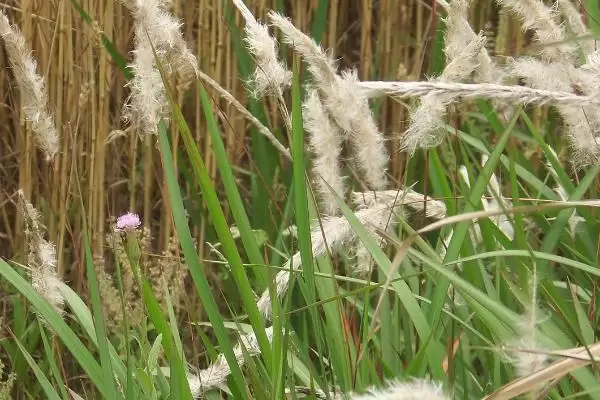 茅草有哪些危害及好处呢 ,茅草生长快但影响其他作物生长插图4 茅草有哪些危害及好处呢 ,茅草生长快但影响其他作物生长插图4