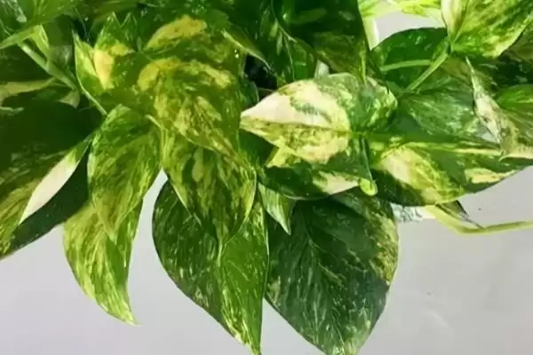 图片[2]-绿萝出现花叶怎么解决好 ,绿萝花叶如何通过换水控温解决-会东网