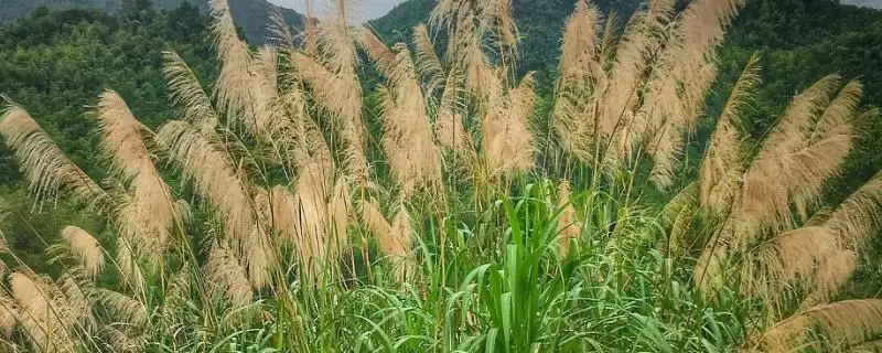 茅草有哪些危害及好处呢 ,茅草生长快但影响其他作物生长-会东网