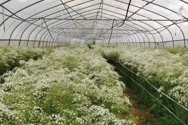 满天星适合在什么时候播种 ,满天星春秋播种为何适宜插图1