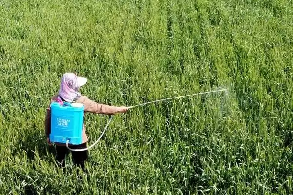 硫酸铜钙的农药混用情况 ,硫酸铜钙为何能和多菌灵等混用?插图3 硫酸铜钙的农药混用情况 ,硫酸铜钙为何能和多菌灵等混用?插图3