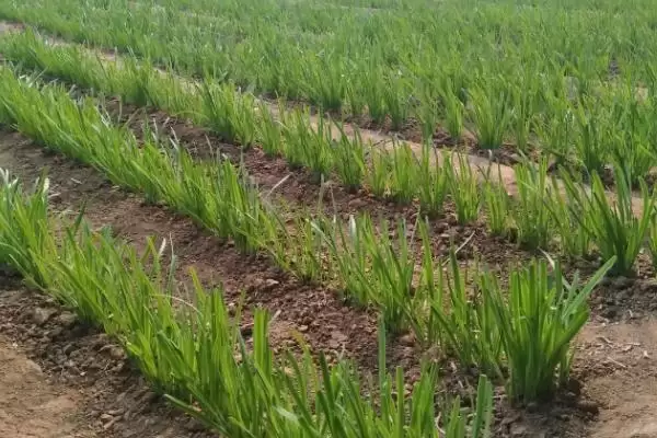 韭菜种子的价格 ,韭菜种子每斤的价格大概是多少呢?插图6 韭菜种子的价格 ,韭菜种子每斤的价格大概是多少呢?插图6