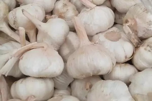 金乡大蒜的收获时间 ,金乡大蒜在何时进行收获呢插图3 金乡大蒜的收获时间 ,金乡大蒜在何时进行收获呢插图3