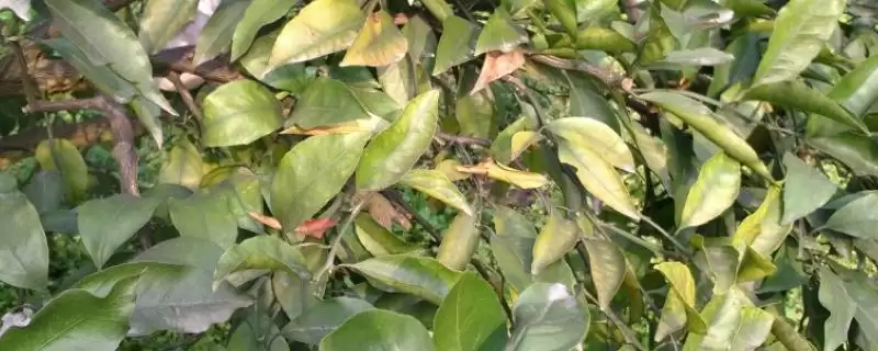 橘子树叶片发黄的处理 ,橘子树叶片发黄如何处理光照问题？-会东网
