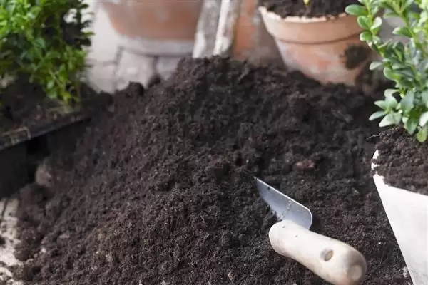 金钱榕的养殖方法 ,养殖金钱榕施肥方面要注意啥插图1 金钱榕的养殖方法 ,养殖金钱榕施肥方面要注意啥插图1