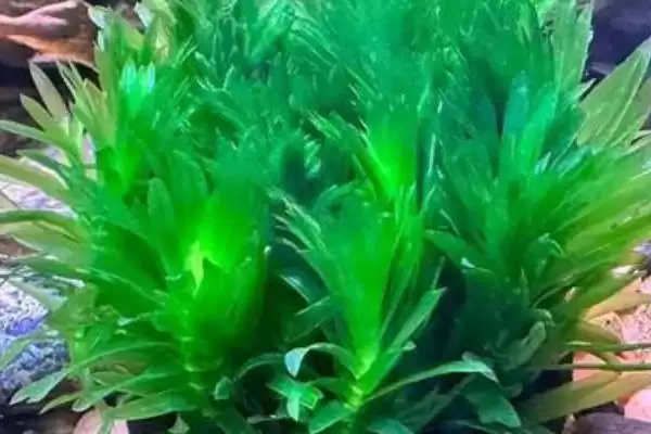 图片[4]-没根的蜈蚣草能在水中存活吗 ,没根蜈蚣草因生命力旺可存活-会东网