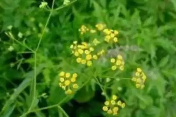 津柴胡的简介 ,津柴胡主要分布在哪些地方呢插图1 津柴胡的简介 ,津柴胡主要分布在哪些地方呢插图1