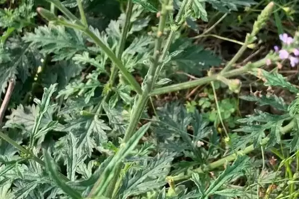 图片[7]-马鞭草的外形有什么特点 ,马鞭草的株高是多少左右-会东网