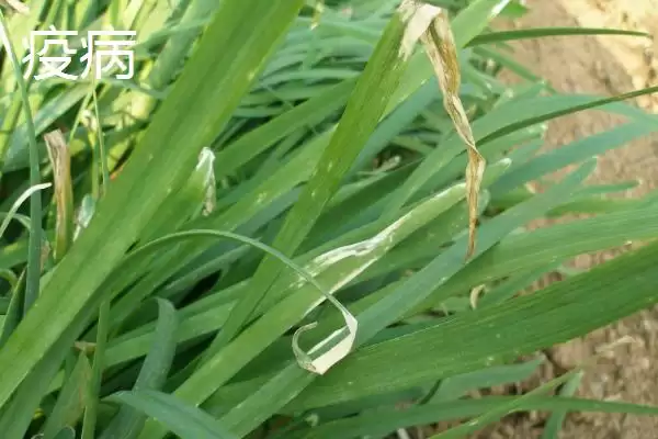 韭菜种子的价格 ,韭菜种子每斤的价格大概是多少呢?插图13 韭菜种子的价格 ,韭菜种子每斤的价格大概是多少呢?插图13