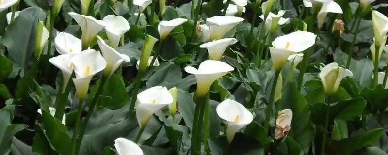 马蹄莲的花语有哪些 ,马蹄莲花语因颜色有何不同-会东网