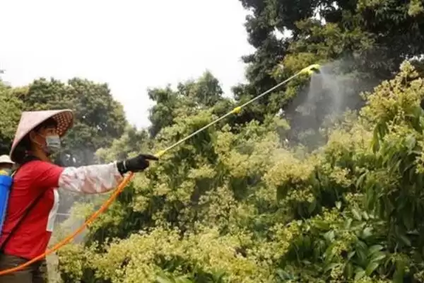 荔枝挂果到成熟的时间 ,荔枝挂果到成熟要多久时间呢?插图4 荔枝挂果到成熟的时间 ,荔枝挂果到成熟要多久时间呢?插图4