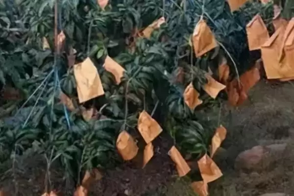 芒果多层套袋有哪些注意事项 ,芒果套袋大小依何而异插图2 芒果多层套袋有哪些注意事项 ,芒果套袋大小依何而异插图2