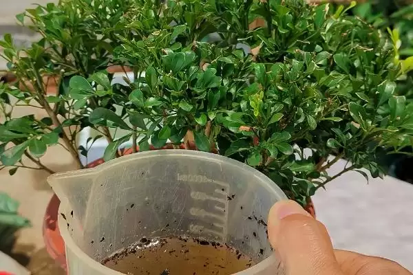 米兰在浇水方面要注意什么呢 ,米兰浇水要遵循夏避暑冬避寒原则插图1 米兰在浇水方面要注意什么呢 ,米兰浇水要遵循夏避暑冬避寒原则插图1