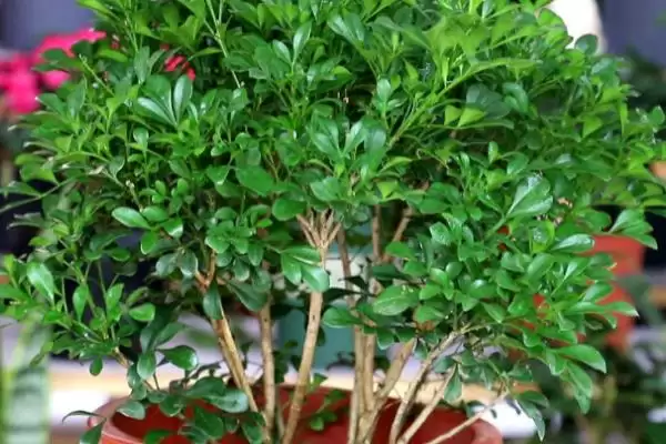 米兰在浇水方面要注意什么呢 ,米兰浇水要遵循夏避暑冬避寒原则插图4 米兰在浇水方面要注意什么呢 ,米兰浇水要遵循夏避暑冬避寒原则插图4