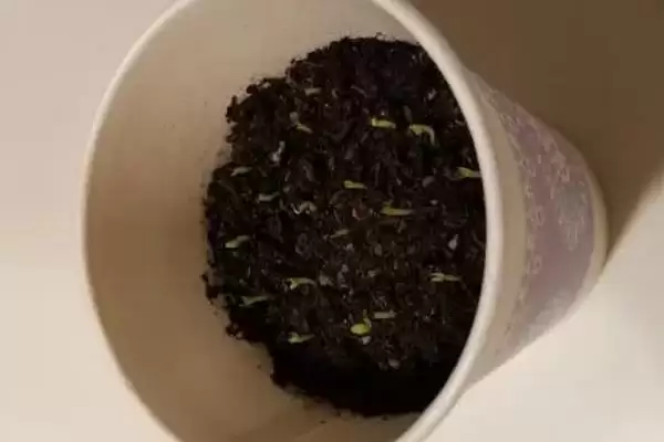 龙功果的水果简介 ,龙功果是怎样生长在泰国的水果?插图6 龙功果的水果简介 ,龙功果是怎样生长在泰国的水果?插图6