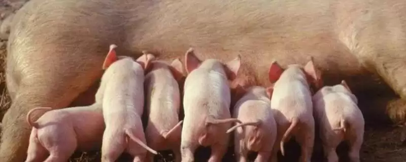 母猪产仔所需的时间是多久呢,母猪正常产程一般为 3-4 小时-会东网