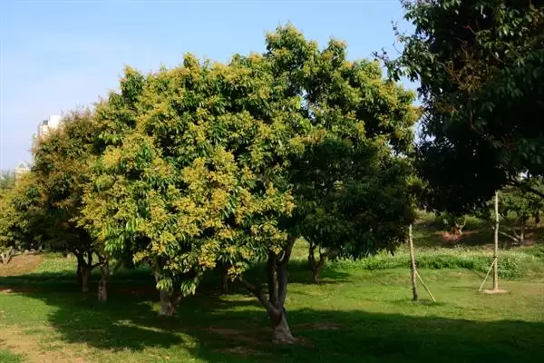 荔枝挂果到成熟的时间 ,荔枝挂果到成熟要多久时间呢?插图2 荔枝挂果到成熟的时间 ,荔枝挂果到成熟要多久时间呢?插图2