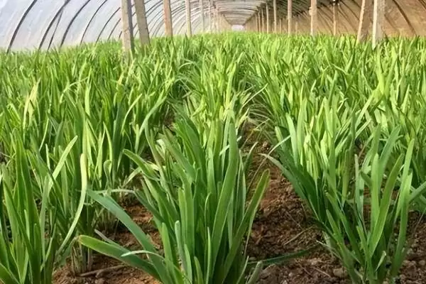 韭菜种子的价格 ,韭菜种子每斤的价格大概是多少呢?插图5 韭菜种子的价格 ,韭菜种子每斤的价格大概是多少呢?插图5