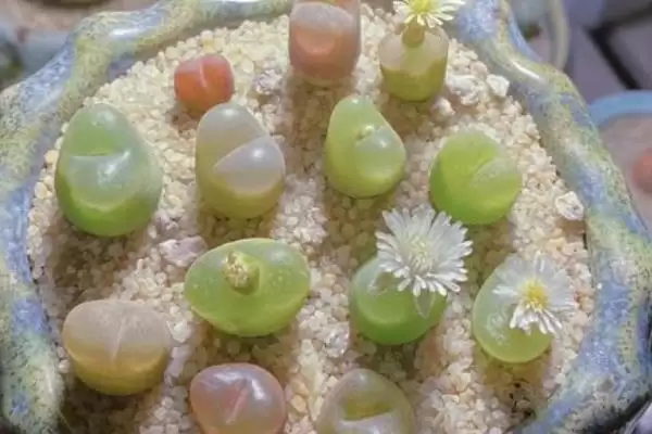 图片[6]-毛汉尼的服盆方式是怎样的 ,毛汉尼服盆需适当减少浇水量-会东网