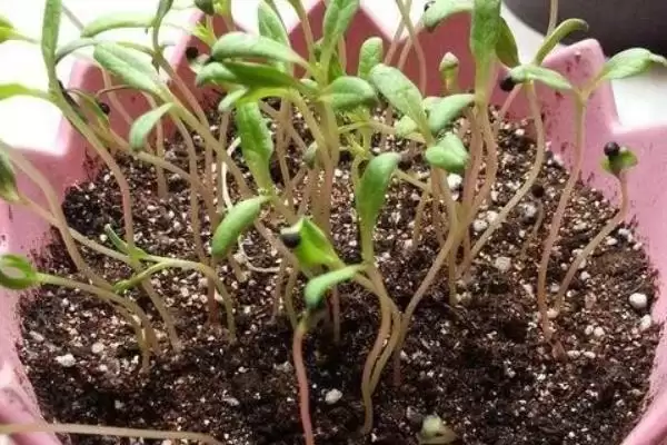 满天星适合在什么时候播种 ,满天星春秋播种为何适宜插图6