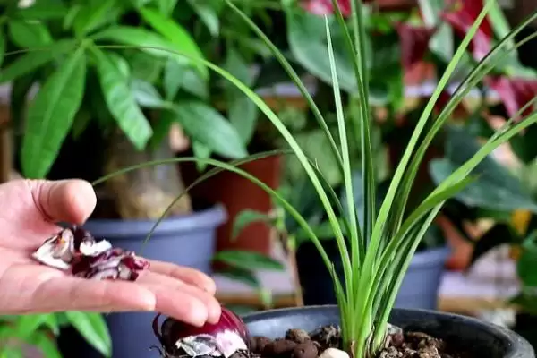 兰花夏天的养殖注意事项 ,兰花夏天养殖为何要适当遮阴?插图3 兰花夏天的养殖注意事项 ,兰花夏天养殖为何要适当遮阴?插图3