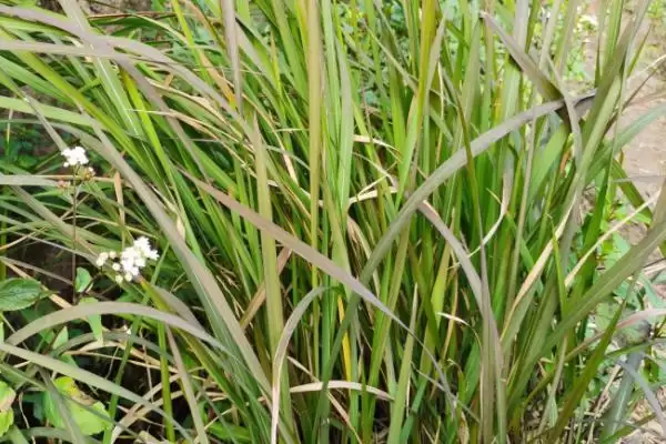 茅草有哪些危害及好处呢 ,茅草生长快但影响其他作物生长插图1 茅草有哪些危害及好处呢 ,茅草生长快但影响其他作物生长插图1