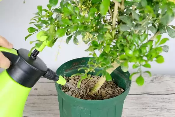 米兰在浇水方面要注意什么呢 ,米兰浇水要遵循夏避暑冬避寒原则插图3 米兰在浇水方面要注意什么呢 ,米兰浇水要遵循夏避暑冬避寒原则插图3