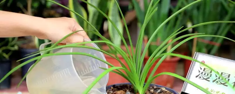 兰花夏天的养殖注意事项 ,兰花夏天养殖为何要适当遮阴?-会东网