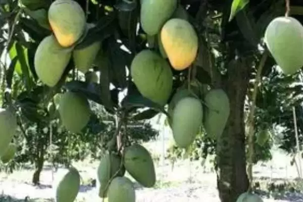 芒果多层套袋有哪些注意事项 ,芒果套袋大小依何而异插图3 芒果多层套袋有哪些注意事项 ,芒果套袋大小依何而异插图3