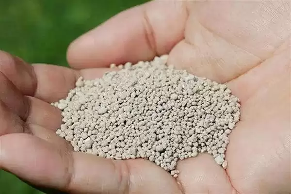 金钱榕的养殖方法 ,养殖金钱榕施肥方面要注意啥插图4 金钱榕的养殖方法 ,养殖金钱榕施肥方面要注意啥插图4