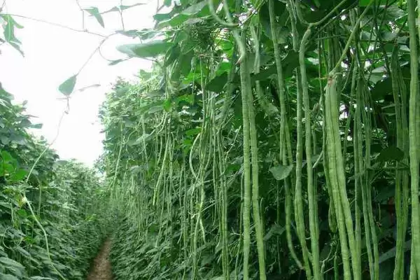 图片[2]-豇豆的亩产量 ,豇豆每亩的产量大概是多少-会东网