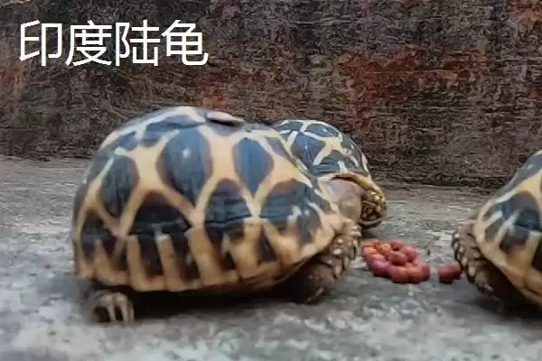 陆龟有哪些常见品种 ,陆龟的品种有哪些可介绍插图3