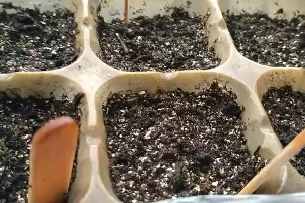 满天星适合在什么时候播种 ,满天星春秋播种为何适宜插图4